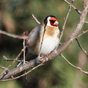 European Goldfinch