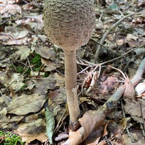 Parasol Mushroom