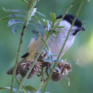 Marsh Tit