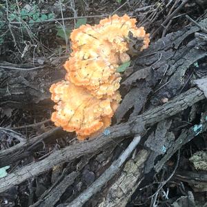 Chicken Mushroom