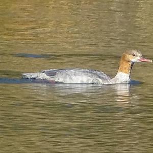 Common Merganser