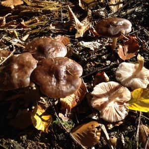 Fawn Mushroom