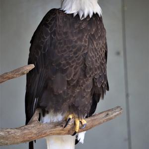 Weißkopfseeadler