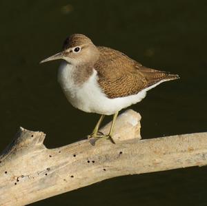 Common Sandpiper