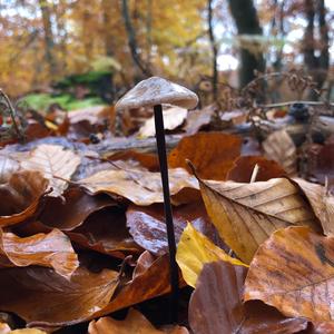 Garlic Marasmius