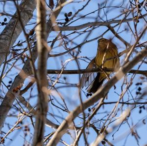 Yellowhammer