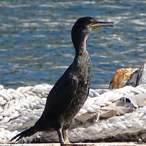 Great Cormorant