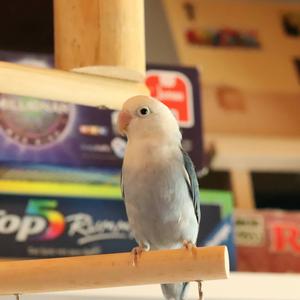 Lilian's Lovebird