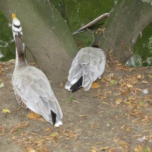 Bar-headed Goose