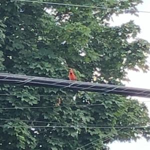 Northern Cardinal