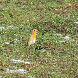 European Robin