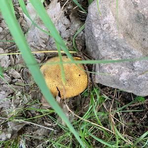 Scaly Earthball