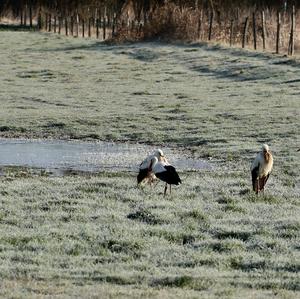 White Stork