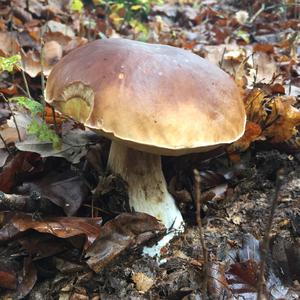 King Bolete