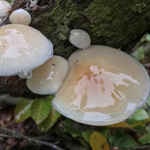 Porcelain Fungus