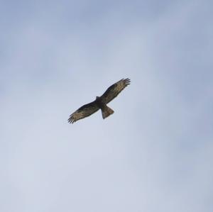 European Honey-buzzard