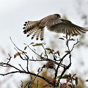 Common Kestrel