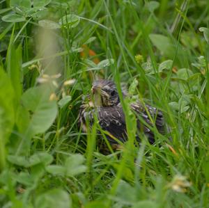 Fieldfare