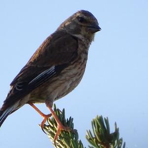 Eurasian Linnet