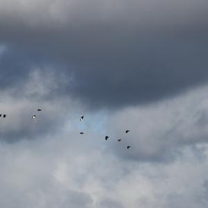 Northern Lapwing