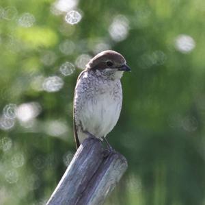 Red-backed Shrike