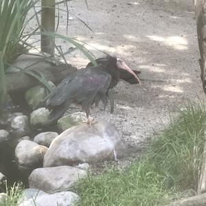 Northern Bald Ibis