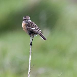 European stonechat