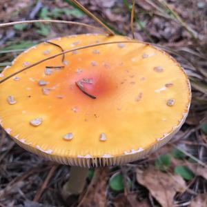 Fly Agaric