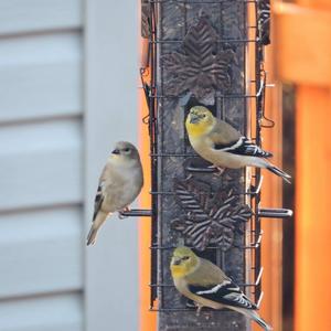 American Goldfinch