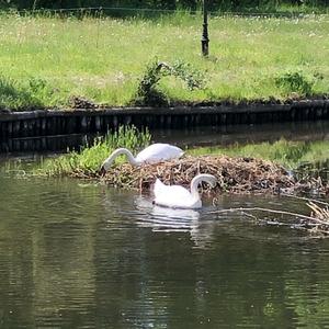 Höckerschwan