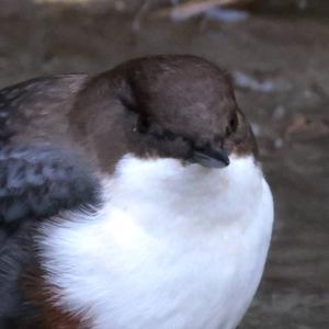 White-throated Dipper