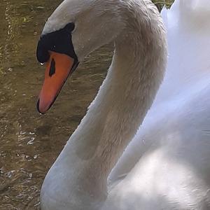 Mute Swan