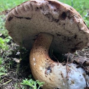 Bitter Bolete