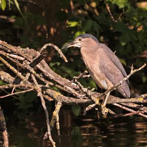 Black-crowned Night-heron