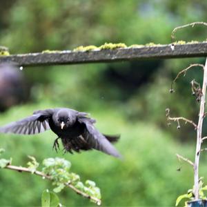 Eurasian Blackbird