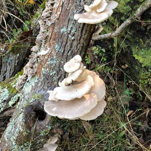 Oyster Mushroom