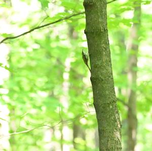 American Treecreeper