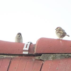 Eurasian Tree Sparrow