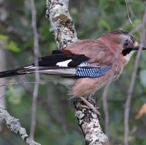 Eurasian Jay