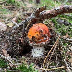 Fly Agaric