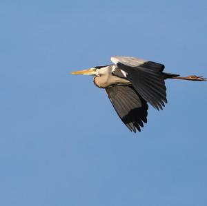 Grey Heron