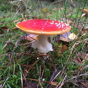 Fly Agaric