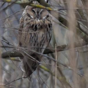 Long-eared Owl