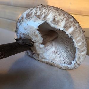 Parasol Mushroom