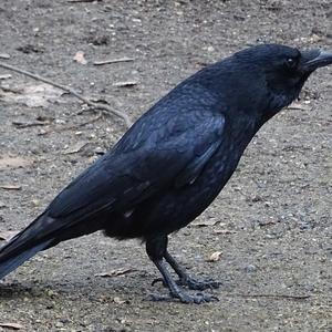 Carrion Crow