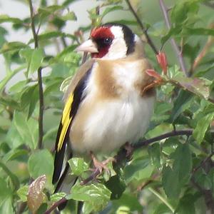 European Goldfinch