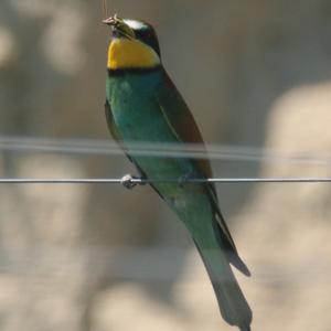 European Bee-eater