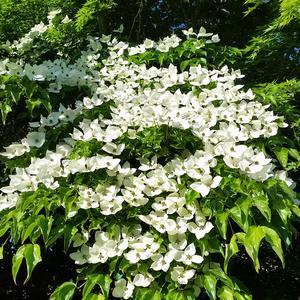 Japanischer Blüten-Hartriegel