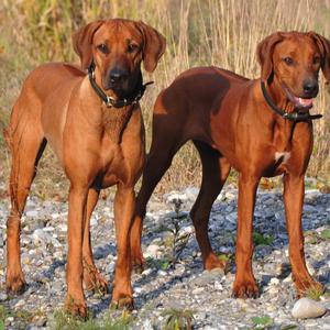 Rhodesian Ridgeback