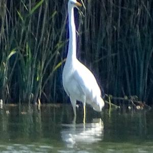 Great Egret